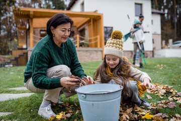 Happy little girl with grandmother picking up leaves and putting them in bucket in garden in autumn - obrazy, fototapety, plakaty