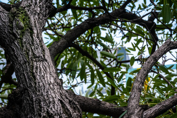 Low angle view under the shady green tree exposed the wood texture with leaves covering the sunlight