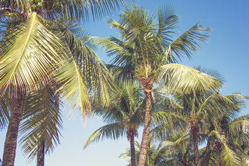 Obraz premium Palm branches and leaves. The concept of relaxation, recreation and a tropical resort.