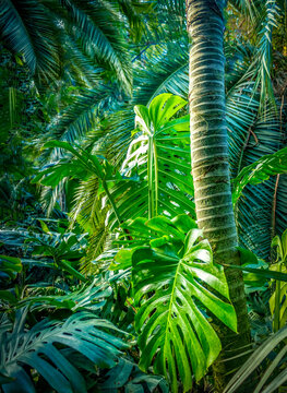 In the jungle - palm tree trunk and big tropical leaves wood scenery