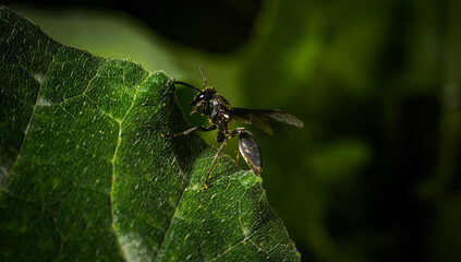 A small and simple wasp free in the wild