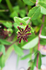 native Australian Lonicera honeysuckle firecracker plant outdoor in sunny backyard