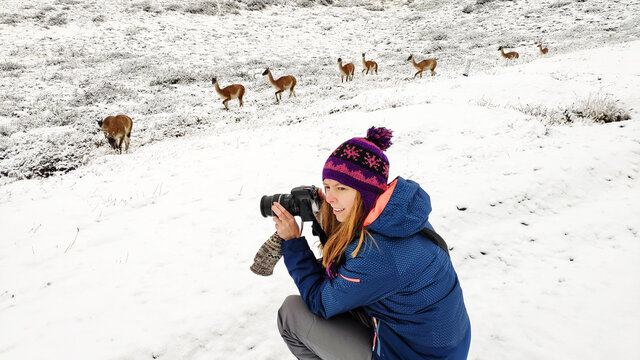 Girl tourist photographer takes a picture of guanaco lama in Patagonia in Torres del Paine National Park, in the south of the Chili province Magallanes Region and Antartica Chilena, Puerto Natales