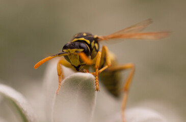 close-up of a wasp on a leaf