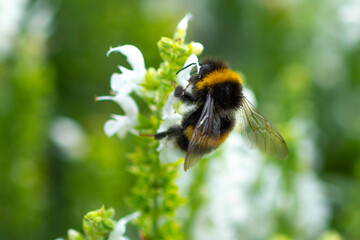 Hummel auf weißer Blume