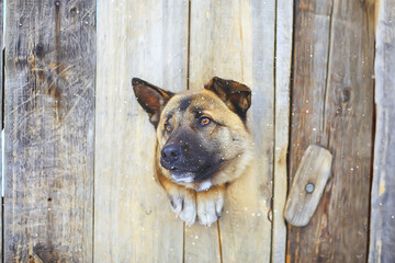 guard dog in dog house, security background