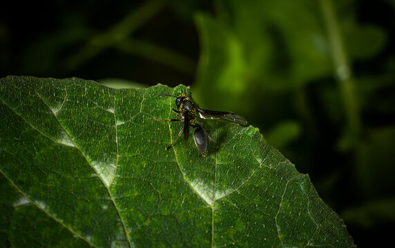 Um pequeno e singelo marimbondo livre na natureza
