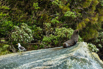 ニュージーランド　雨のフィヨルドランド国立公園のクルーズ船から見えるミルフォードサウンドの岩の上にいるアザラシ © pespiero