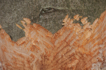 von Bibern angefressener Baum in Nahaufnahme
