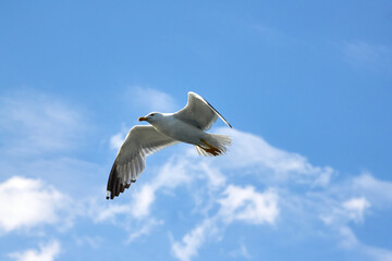 Beautiful white seagull flies with its wings spread against the background of an incredibly beautiful blue sky with clouds