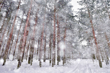 winter in a pine forest landscape, trees covered with snow, January in a dense forest seasonal view
