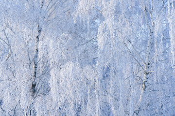 Winter forest with trees covered with snow and frost. Beautiful shiny frost on the branches in the frosty sunlight.