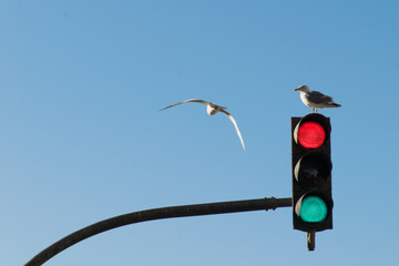 traffic light on the sky