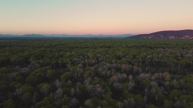 Maremma National Park in Tuscany, Italy. 4K UHD aerial drone footage of green pine tree forest and umbrella shaped trees. Beach seaside coast at sunset with blue and orange sky and mountains.