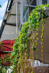 decorated creeper leaves plant spread over the window of old vintage building architecture