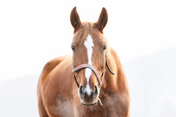horse portrait
