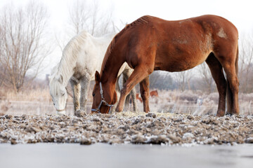 horse portrait