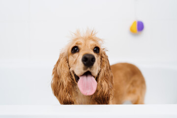 Cocker spaniel getting ready for a bath waiting with some foam on his hair in the bath tub