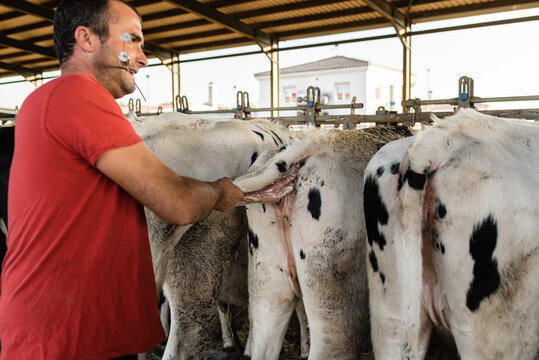 Farmer Doing Artificial Insemination On A Cow In A Barn On A Farm. Animal Husbandry Concept.