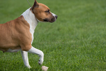 American Staffordshire Terrier walking in profile