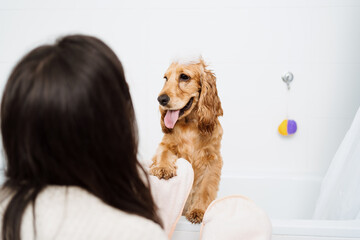 Cocker spaniel tacking a bath with his human in the bath tub. Woman using a towel to comfort her pet