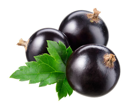 Black currant isolated. Currant black on white background with clipping path. Full depth of field.