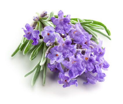 Lavender flowers isolated. Bunch of lavender flowers isolated on white background. Top view. Full depth of field.