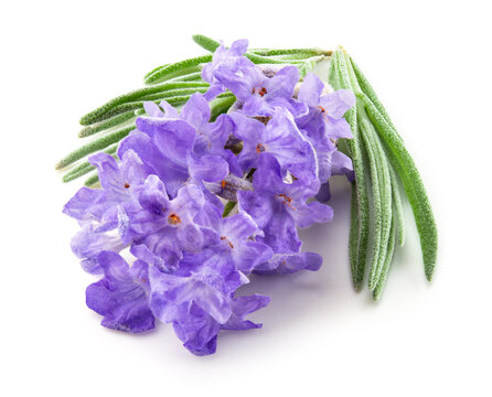 avender macro. Lavender flowers isolated. Bunch of lavender on white. Set on white background. Full depth of field.