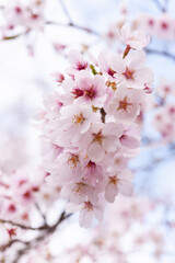 桜の季節