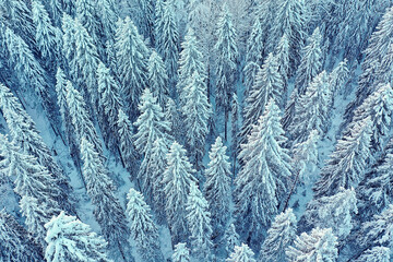 trees forest frost top view background, abstract drone view nature seasonal winter spruce