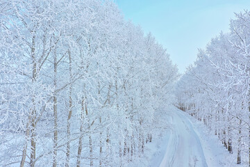trees frost drone, abstract view background december landscape outdoor trees snow
