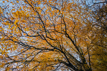 Up view of Tree branches with oranges leaves