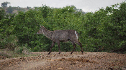 Female Waterbuck (Kobus ellipsiprymnu) in Zimbabwe