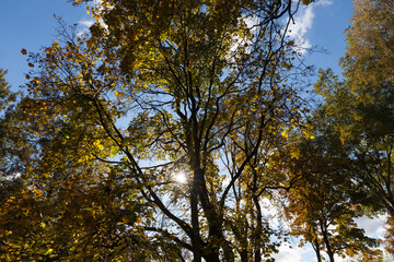 trees in a mixed forest during leaf fall