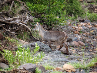 Female Waterbuck (Kobus ellipsiprymnu) in Zimbabwe
