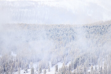 autumn fog landscape forest mountains, trees view mist