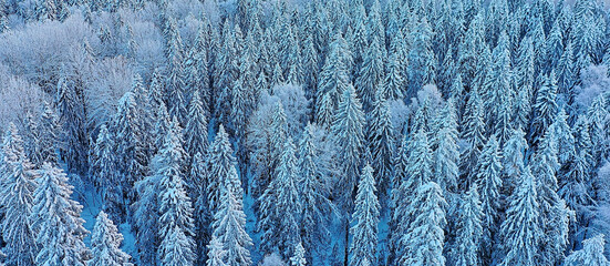 trees forest frost top view background, abstract drone view nature seasonal winter spruce