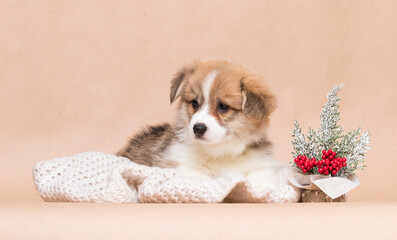 welsh corgi puppy lying resting