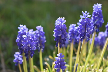 Fototapeta premium Spring flowers