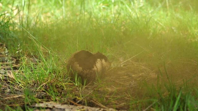 Puffball mushroom (Lycoperdon perlatum) explodes with spores. Slow motion 180 fps