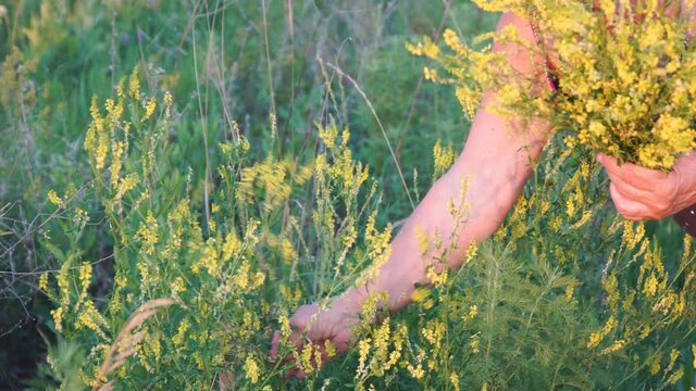 A woman collects yellow flowers of the medicinal plant melilot. Melilotus officinalis