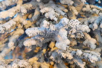 Evergreen needles covered with snow on a fir tree branch.Turkey