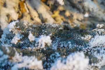 Evergreen needles covered with snow on a fir tree branch.Turkey