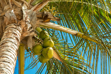 Coconut tree against the blue sky. bottom view 
