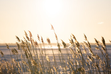 Golden hour on the seaside with reeds flowing in the wind - obrazy, fototapety, plakaty