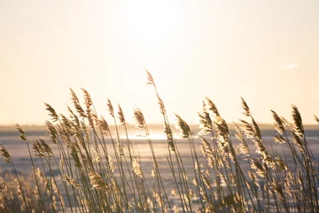 Foto op Canvas Golden hour on the seaside with reeds flowing in the wind © Diana