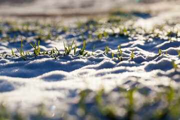 small winter wheat in the winter season in the snow