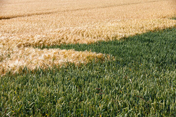agricultural industrial field on which the grain harvest grows
