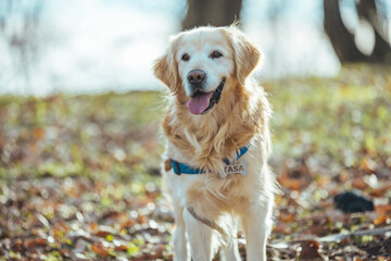 Smiling Face Cute Lovely Adorable Golden Retriever Dog Walking in Fresh Green Grass Lawn in the Park. Beautiful golden retriever dog in the forest. Golden Retriever dog enjoying outdoors