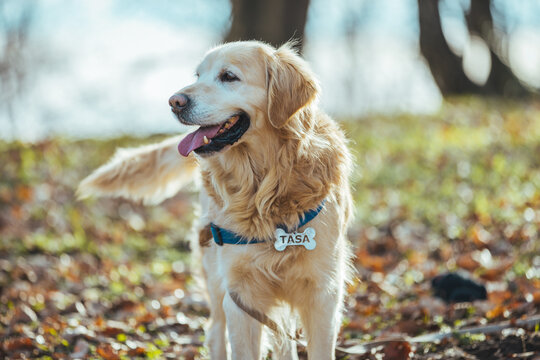 Smiling Face Cute Lovely Adorable Golden Retriever Dog Walking in Fresh Green Grass Lawn in the Park. Beautiful golden retriever dog in the forest. Golden Retriever dog enjoying outdoors